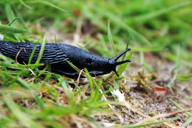 Slug vs Snail