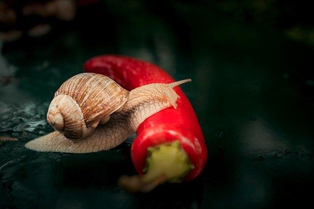 Slug vs Snail