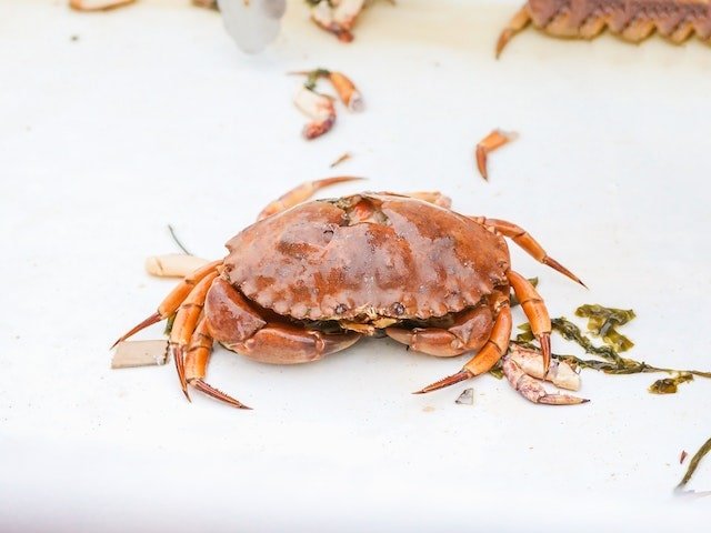 Snow Crab vs Dungeness Crab