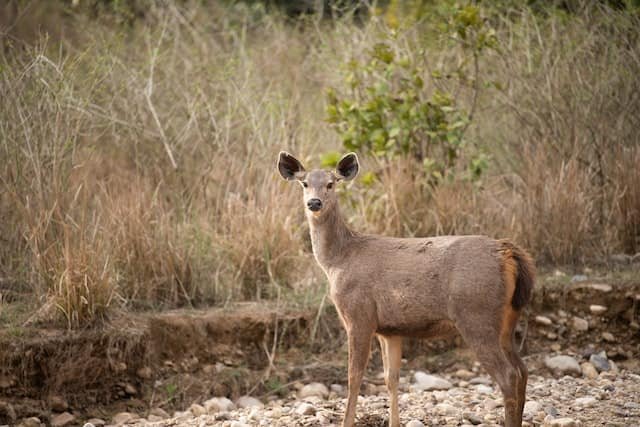 Doe vs Buck