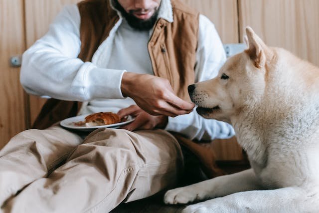 Can Dogs Eat Pasta