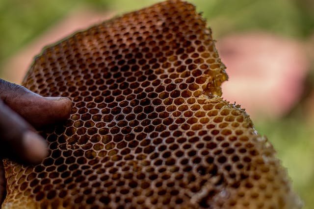 How to Eat Honeycomb