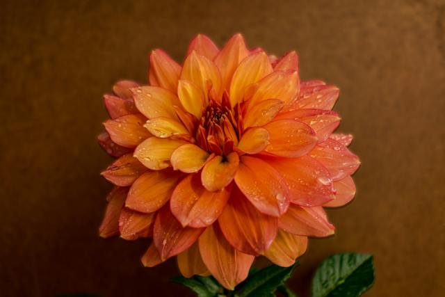 How to Grow Dahlias in Your Flower Garden