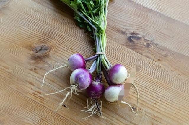 Turnip vs Radish