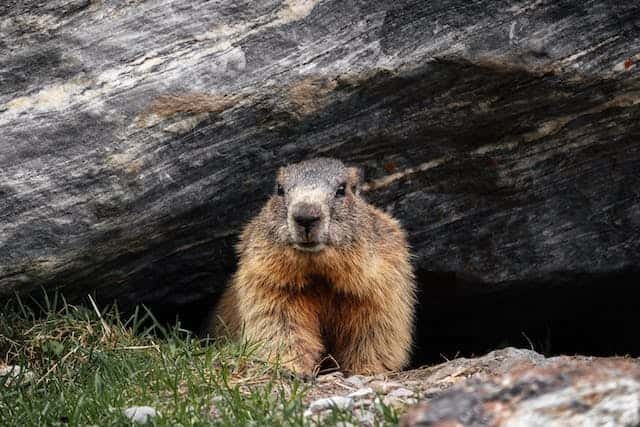 Groundhog vs Beaver