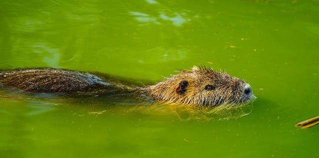 Groundhog vs Beaver