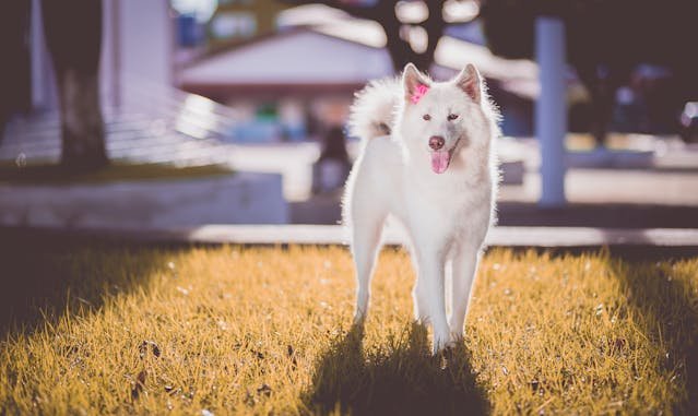 Akita vs Siberian Husky