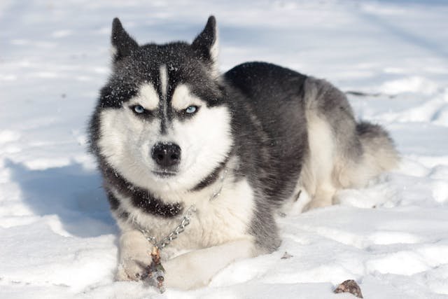 Akita vs Siberian Husky