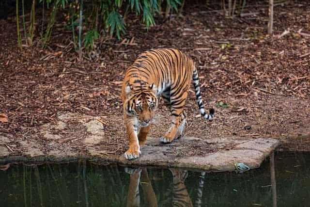 Siberian Tigers vs Bengal Tigers