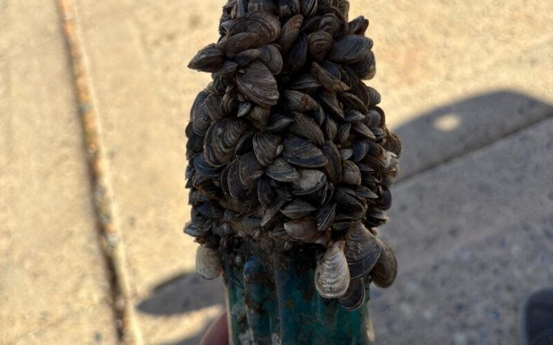 Zebra and Quagga Mussels2